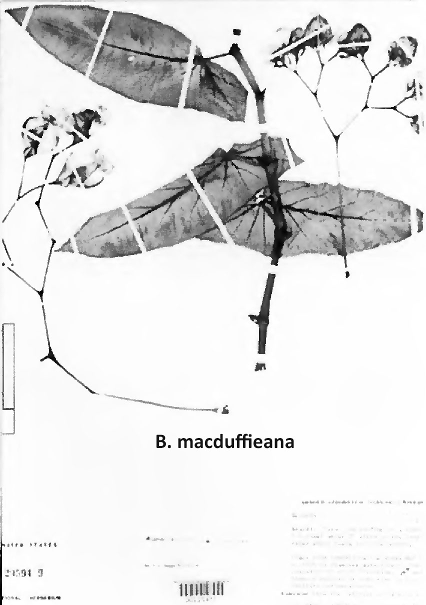 B. macduffieana